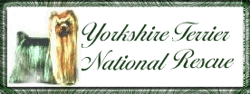 Yorkshire Terrier National Rescue
