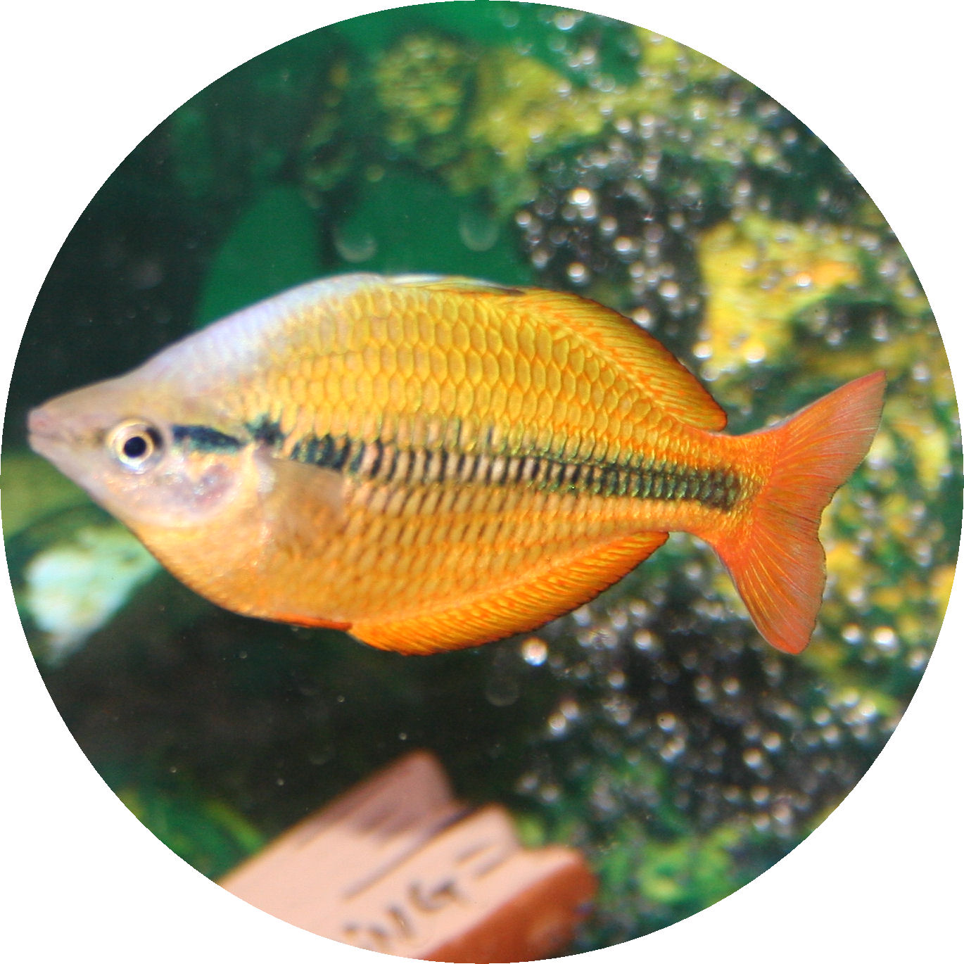 New Guinea Rainbow